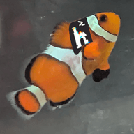zakkbob