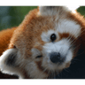 edwinpanda emoji