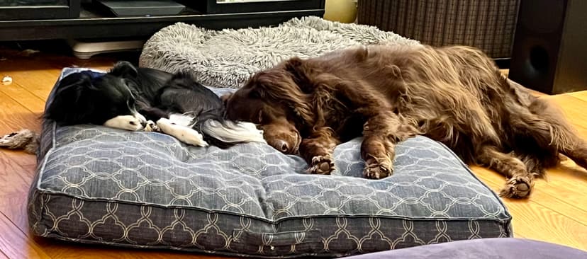 https://scrapbook-into-the-redwoods.s3.amazonaws.com/3815bbe1-ed6a-4616-88e0-299700f401ae-dogs.jpeg